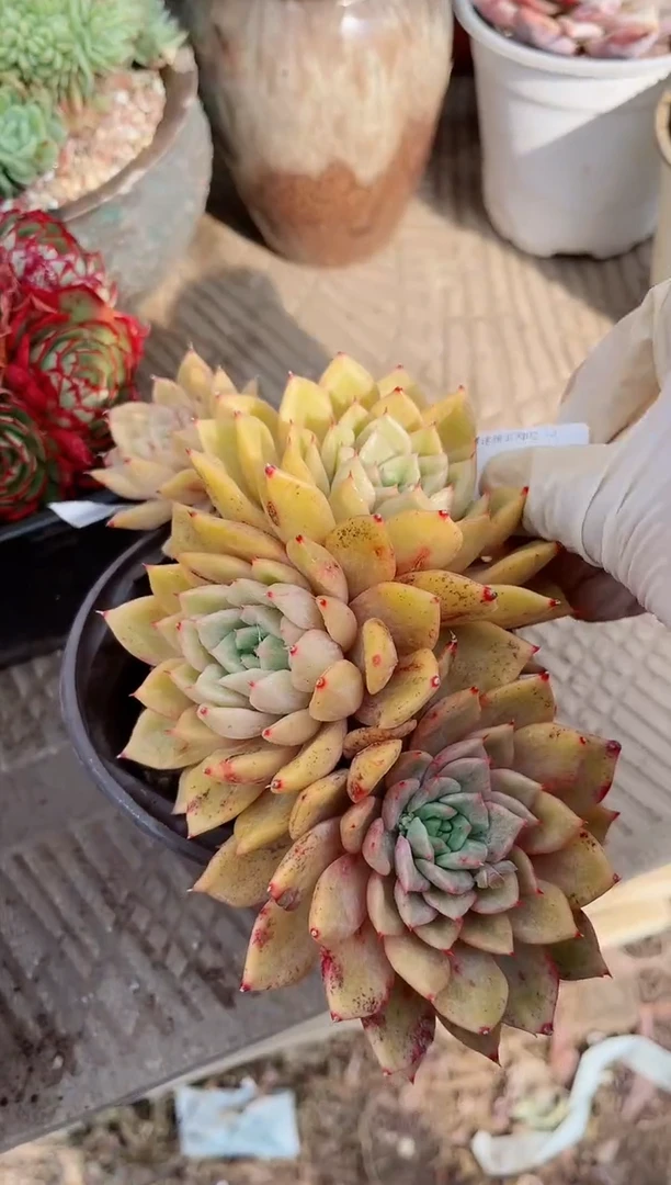 【闪购商品】13178