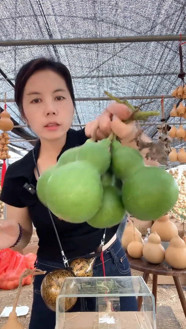 963天然葫芦摆件 一物一拍龙头不保售后微瑕疵五个不代表底座