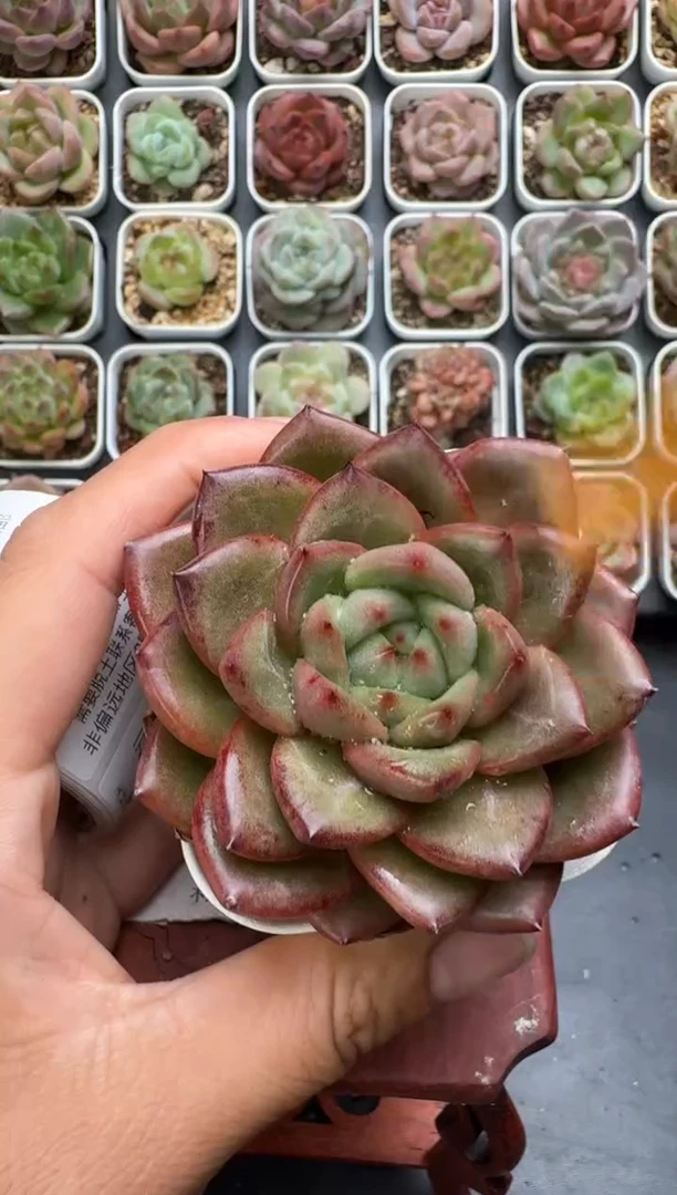 717P带盆土发 当场拍3颗以上包柚 多肉植物 一物一拍