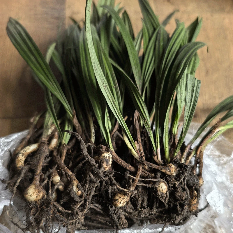 正宗毛慈菇苗 杜鹃兰种苗 山慈菇苗 冰球子 独叶白芨苗