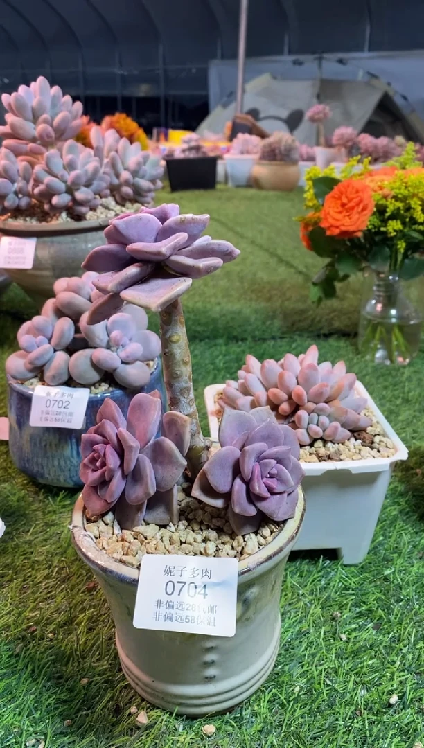 【闪购商品】0704a