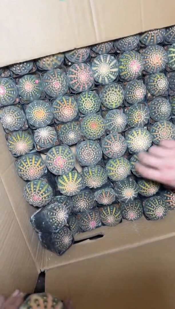 3颗 实生根 拉根锦 4-6cm