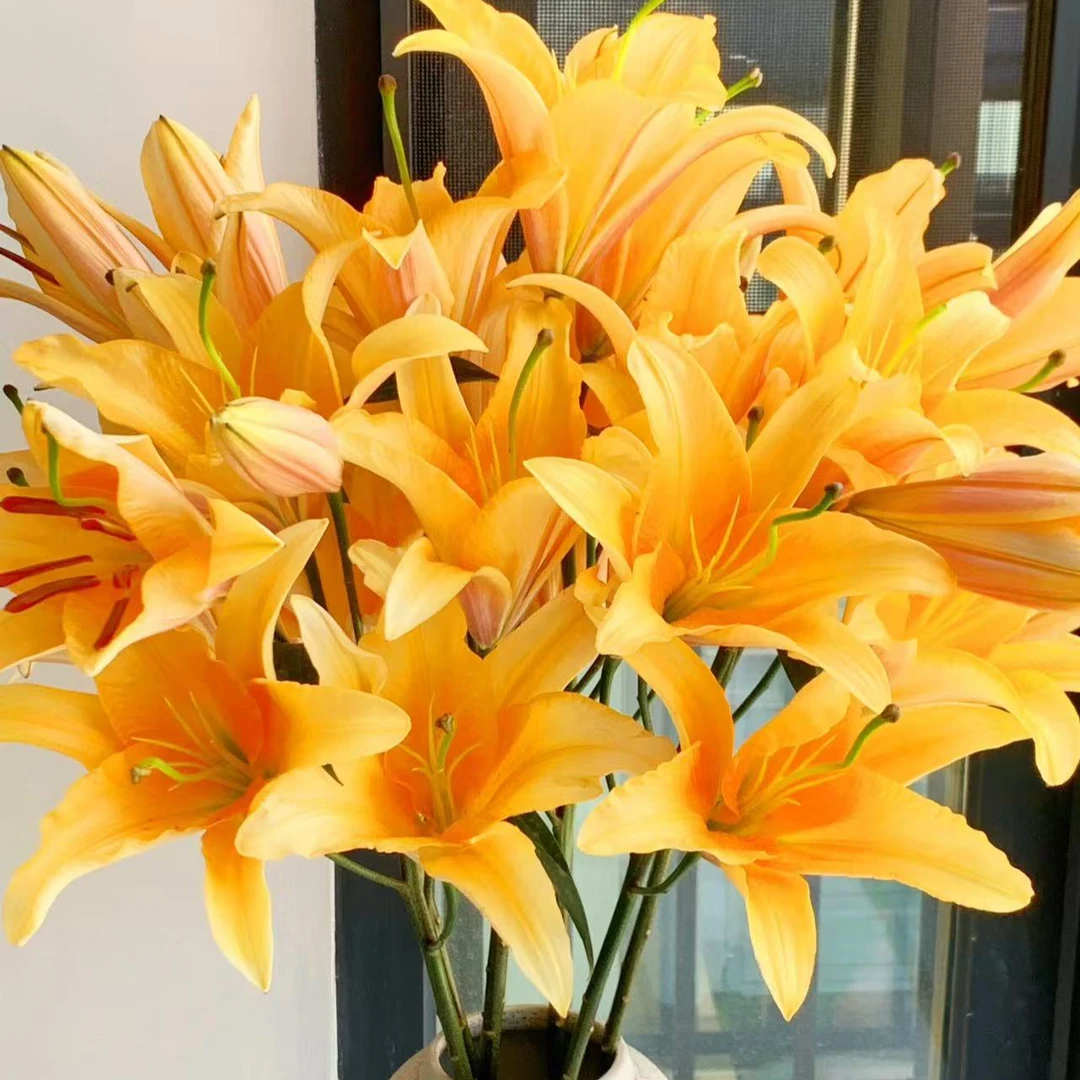 【六哥花卉】【10朵晚霞 稀有香水百合】 全场鲜花两单顺丰，三单空运