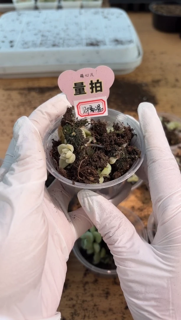 财富混小苗量拍混发
