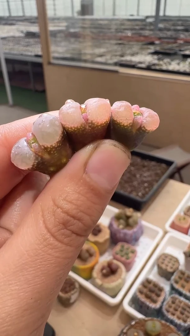 112多肉植物肉锥春涧一颗