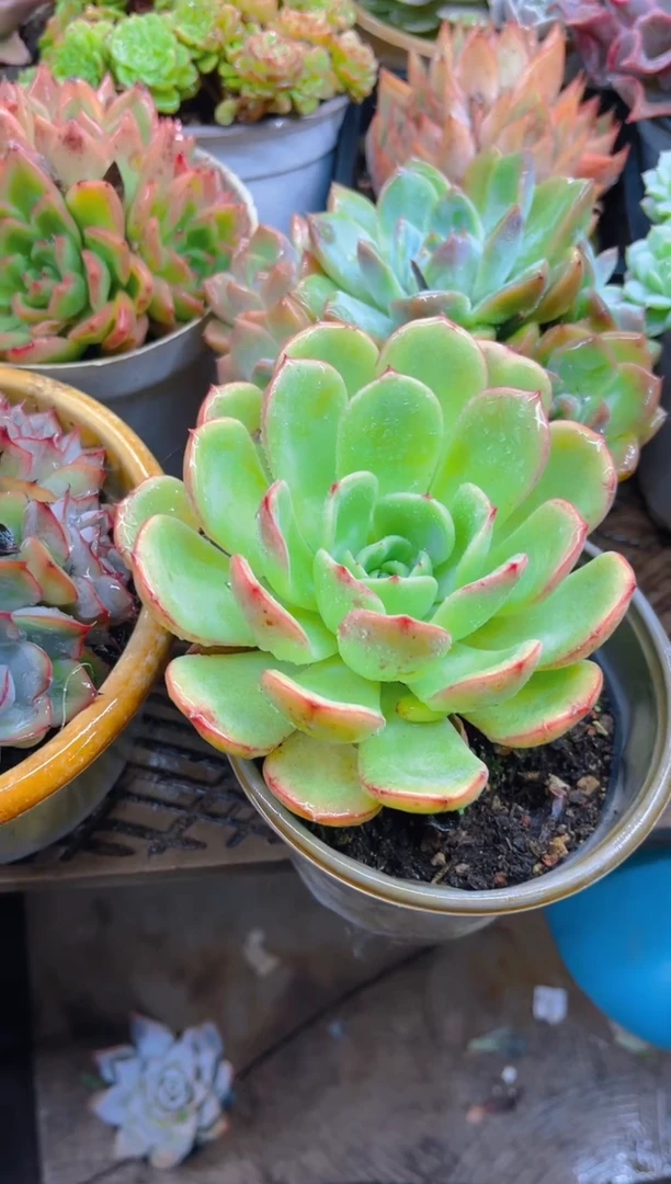 喜**颜01058多肉植物一物一拍