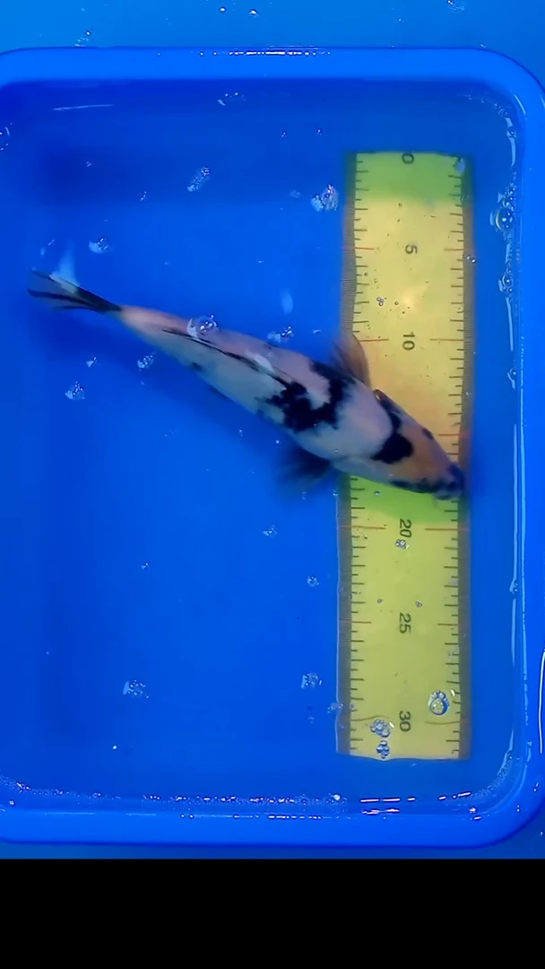 锦鲤12月22日锦鲤25