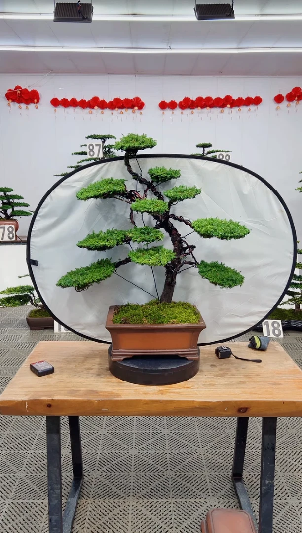 【闪购商品】盆景盆景