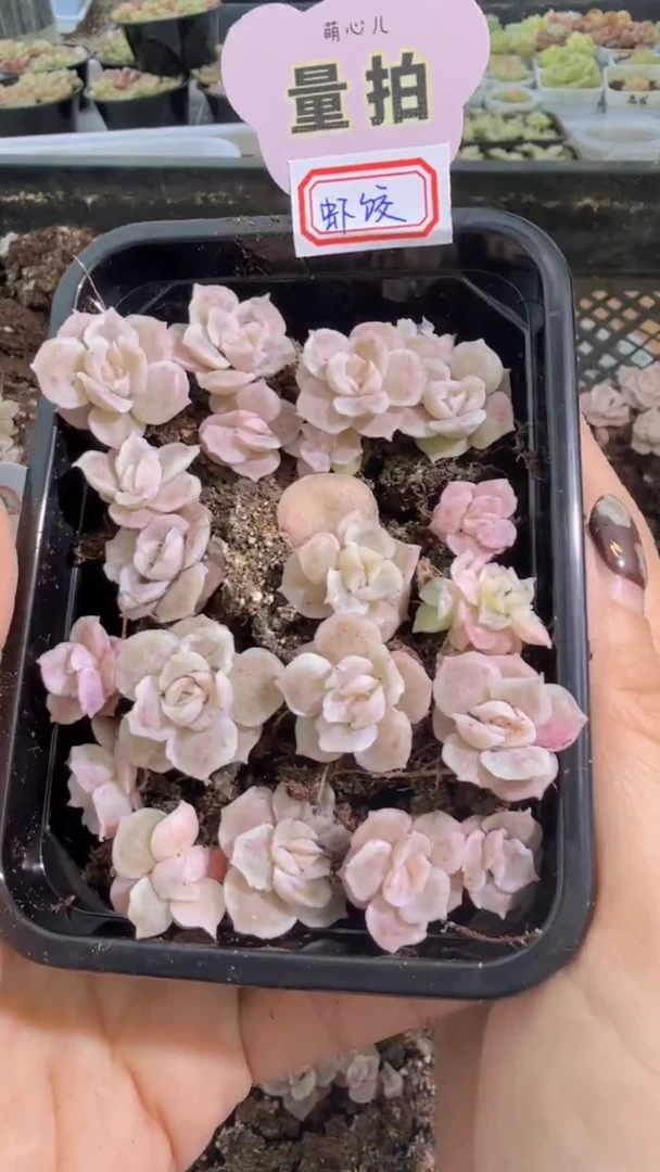虾饺切糕1盒 量拍多肉植物
