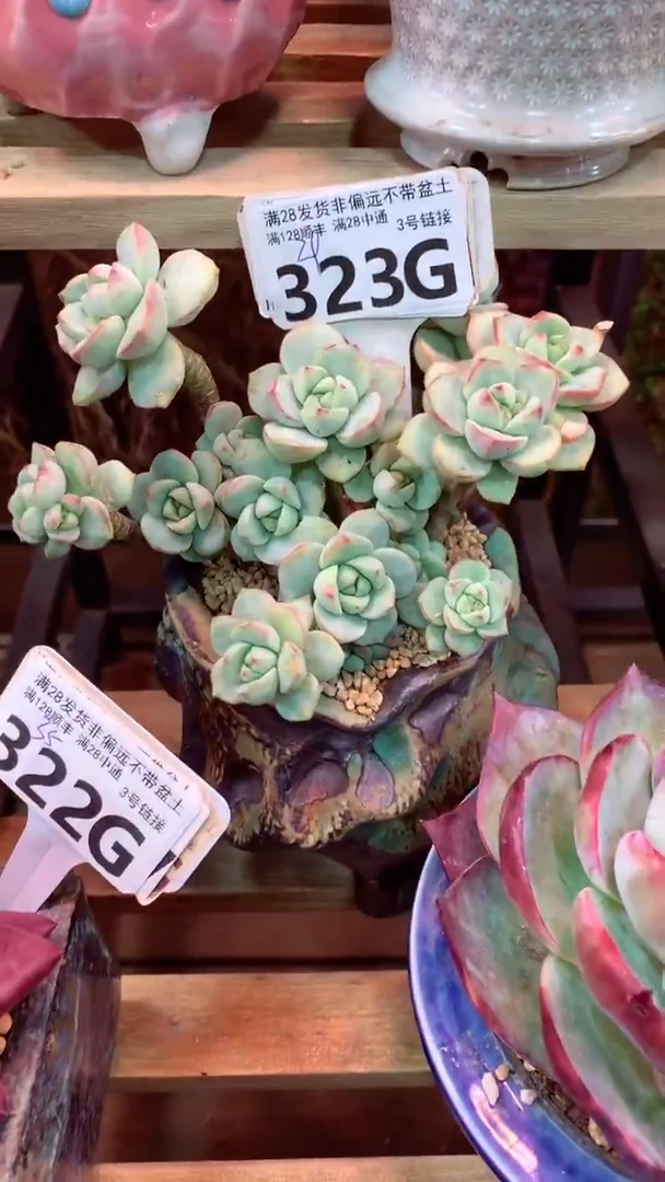 323G(一物一拍实付满28发货，默认不带盆土）