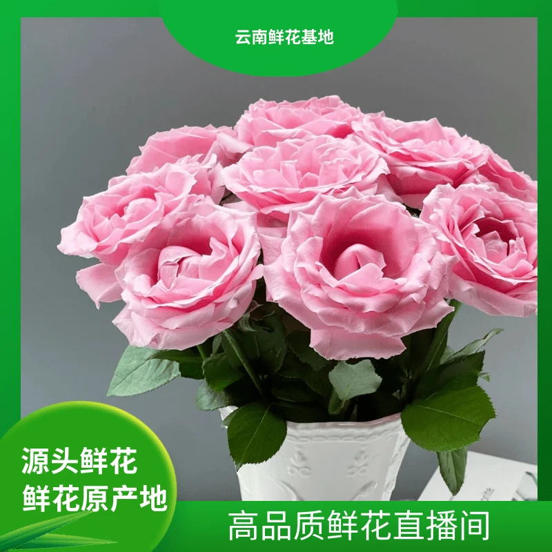 颜花【甜蜜雪山】云南鲜花 任意两单升级顺丰冷链或京东空运