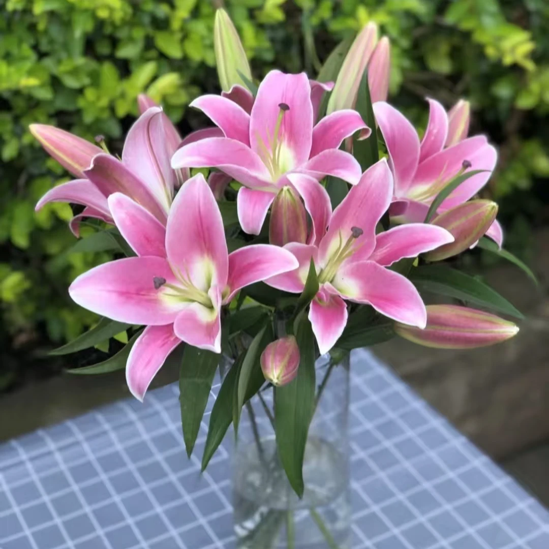 普拉芬多粉百合香水【2单顺丰或京东】云南鲜花水养鲜切花基地直发