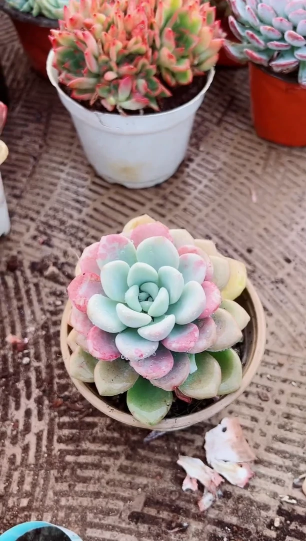 晴*?多肉植物一物一拍29186