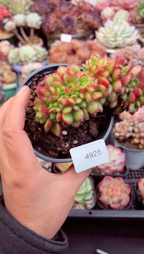 【闪购商品】4925毛衣缀化多肉