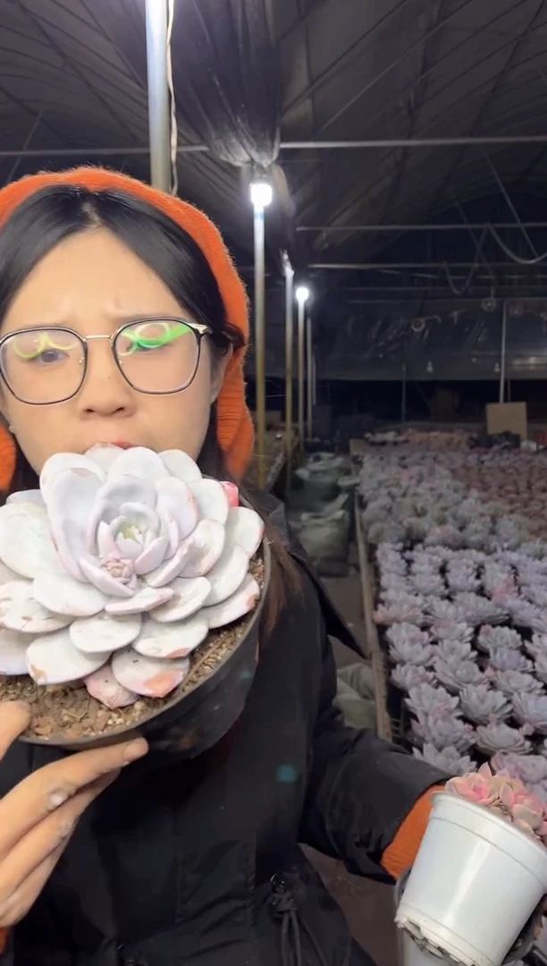 【闪购商品】105-18杯口大雪莲带盆土9.99