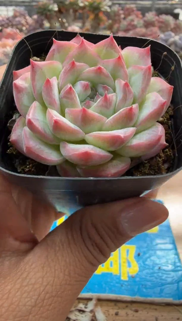 东云多肉园二店-301