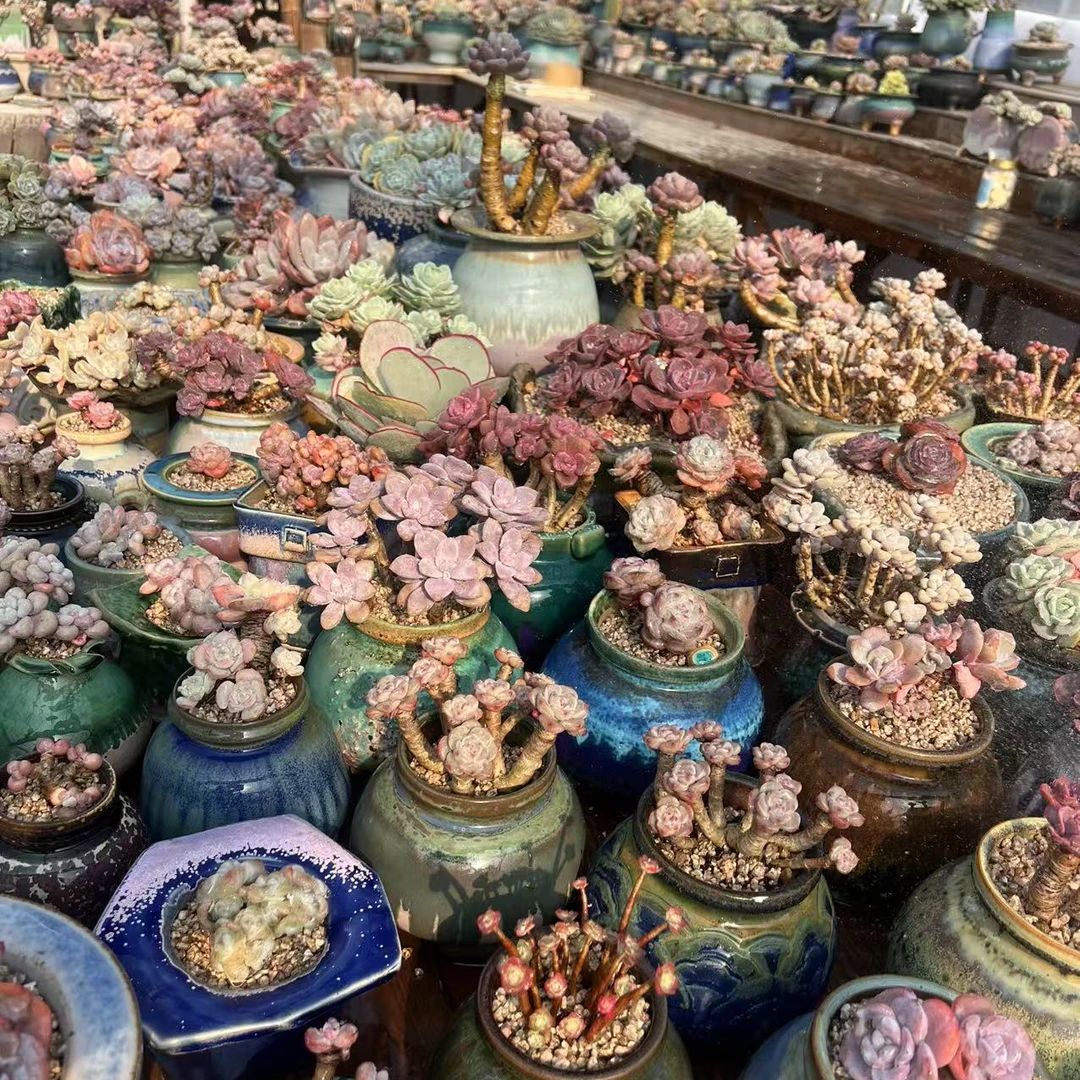 [现货精品盆二]1987定制轻奢多肉花盆景天番杏