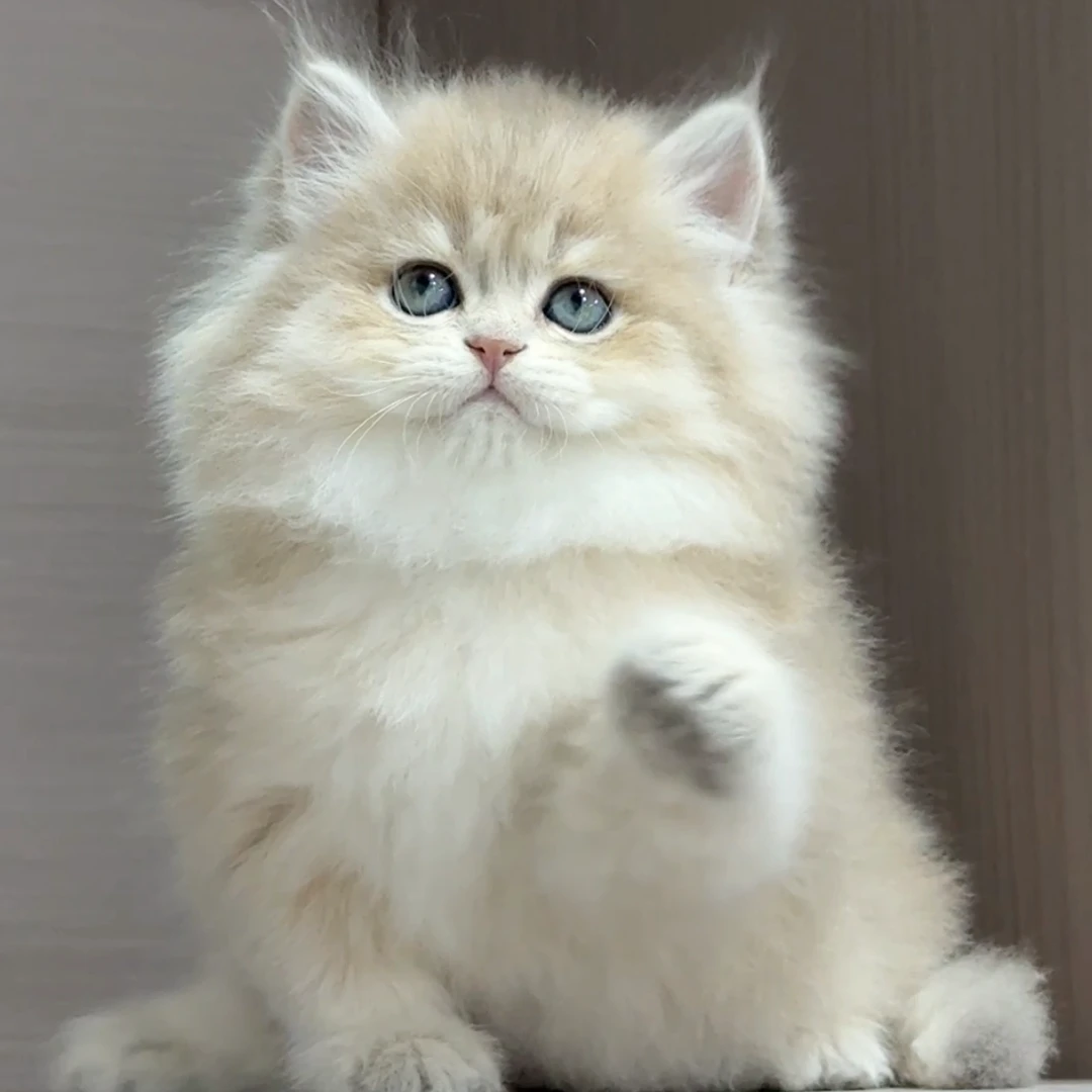 大嘴精品猫【长毛蓝金妹妹】