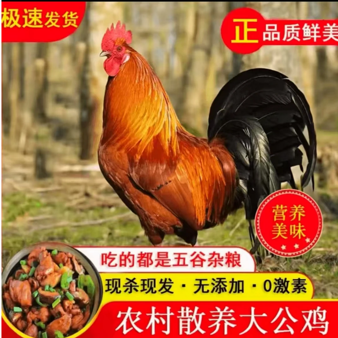 净重12斤-13斤【买2只送2只】散养公鸡4只杀完无内脏 包冰率不含冰