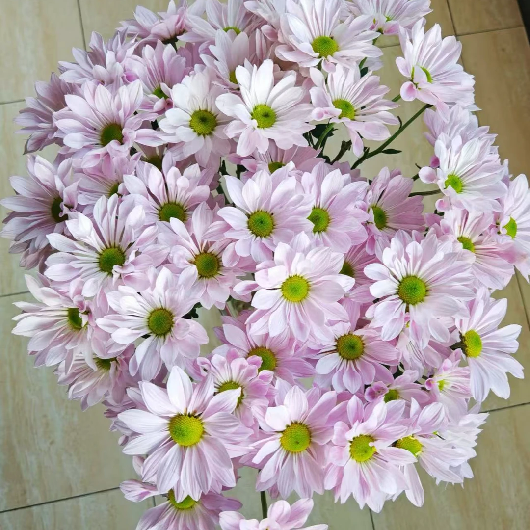 【顺丰发货】粉色三文鱼雏菊鲜花1-4单一个运费自选品种