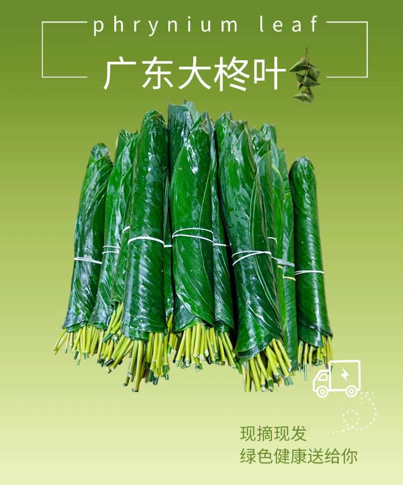 广东新鲜大柊叶粽叶现摘发货可用于包粽子裹蒸冬叶粽子叶