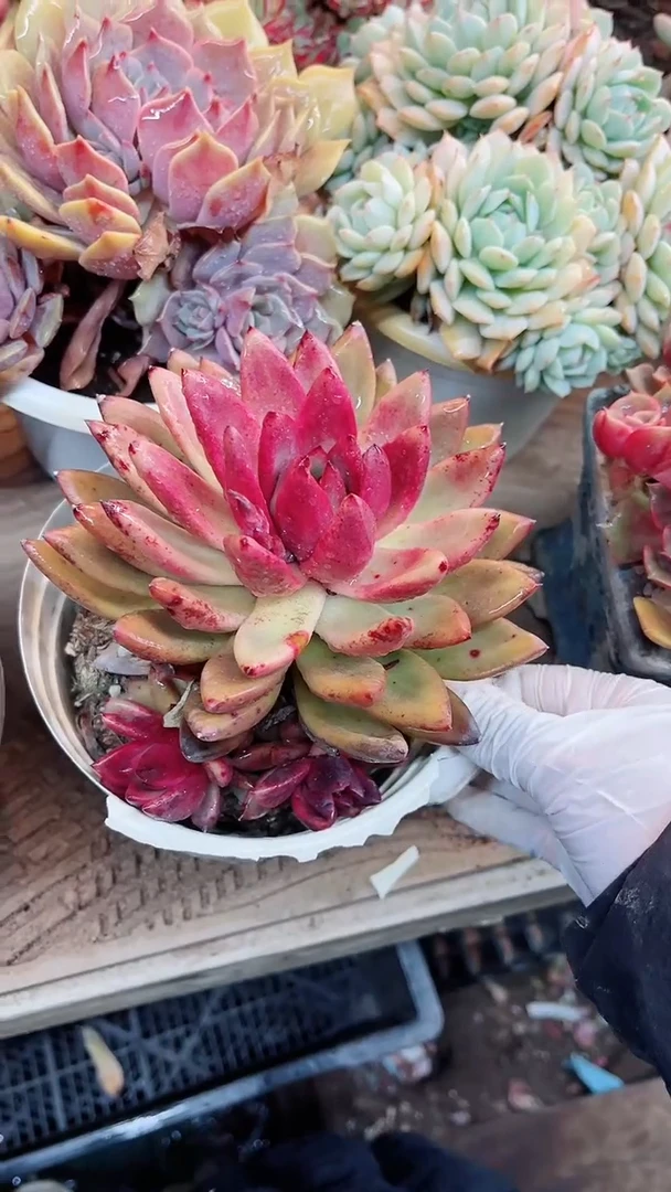 【闪购商品】15023