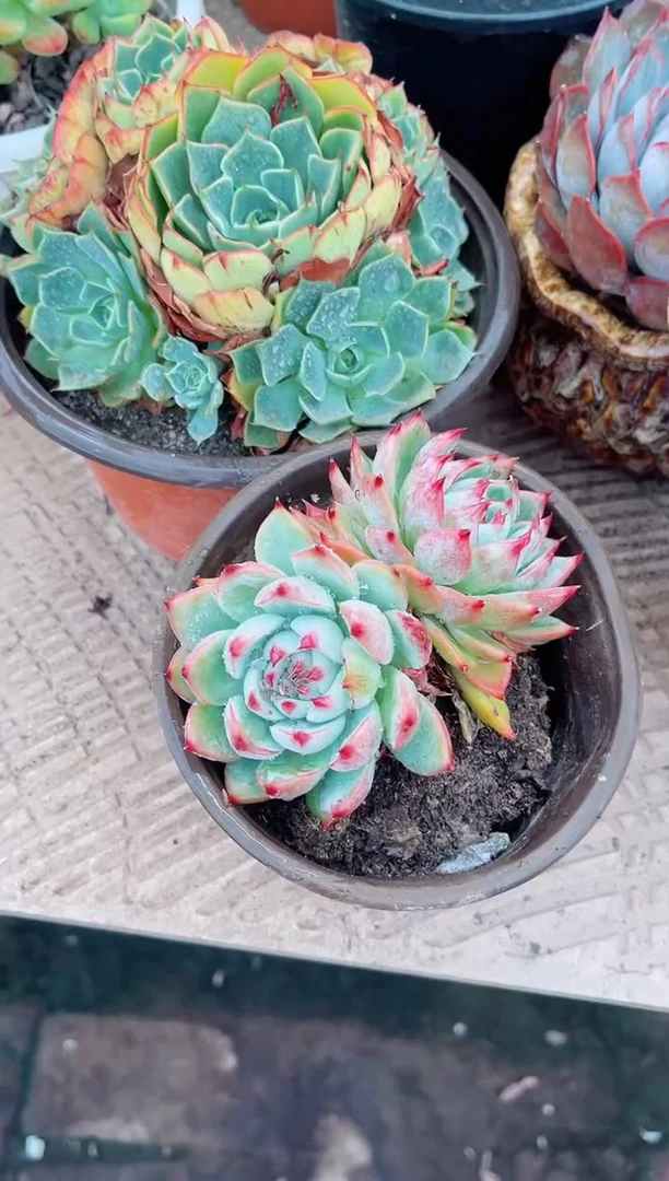 杨*丽多肉植物一物一拍19132