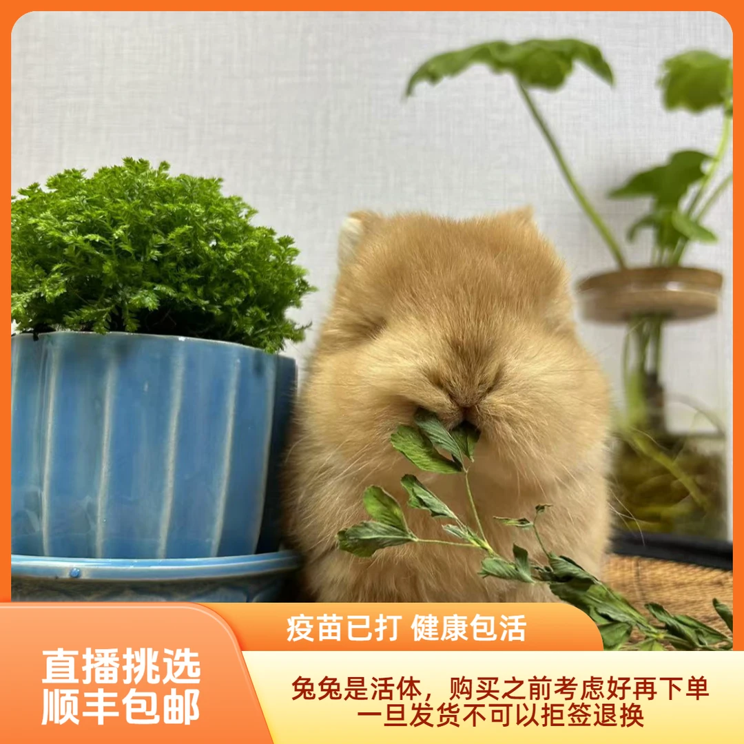 兔子活物小型纯种双血统侏儒兔迷你长不大茶杯宠物垂耳兔活体