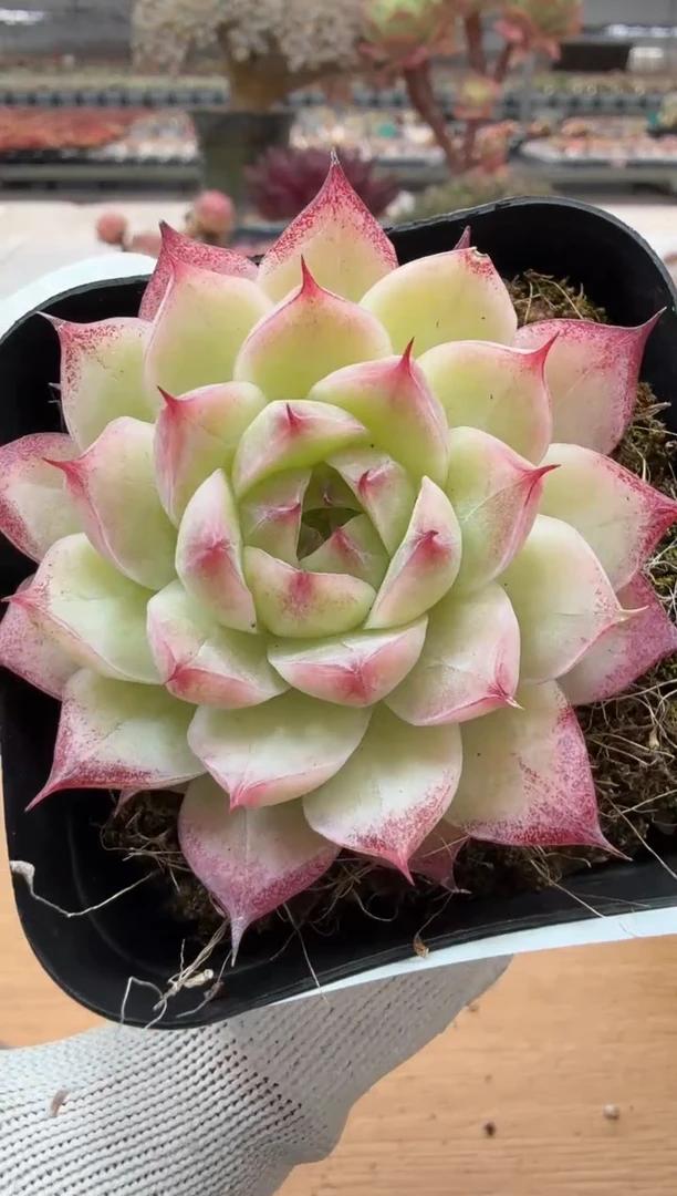 东云多肉园二店-27