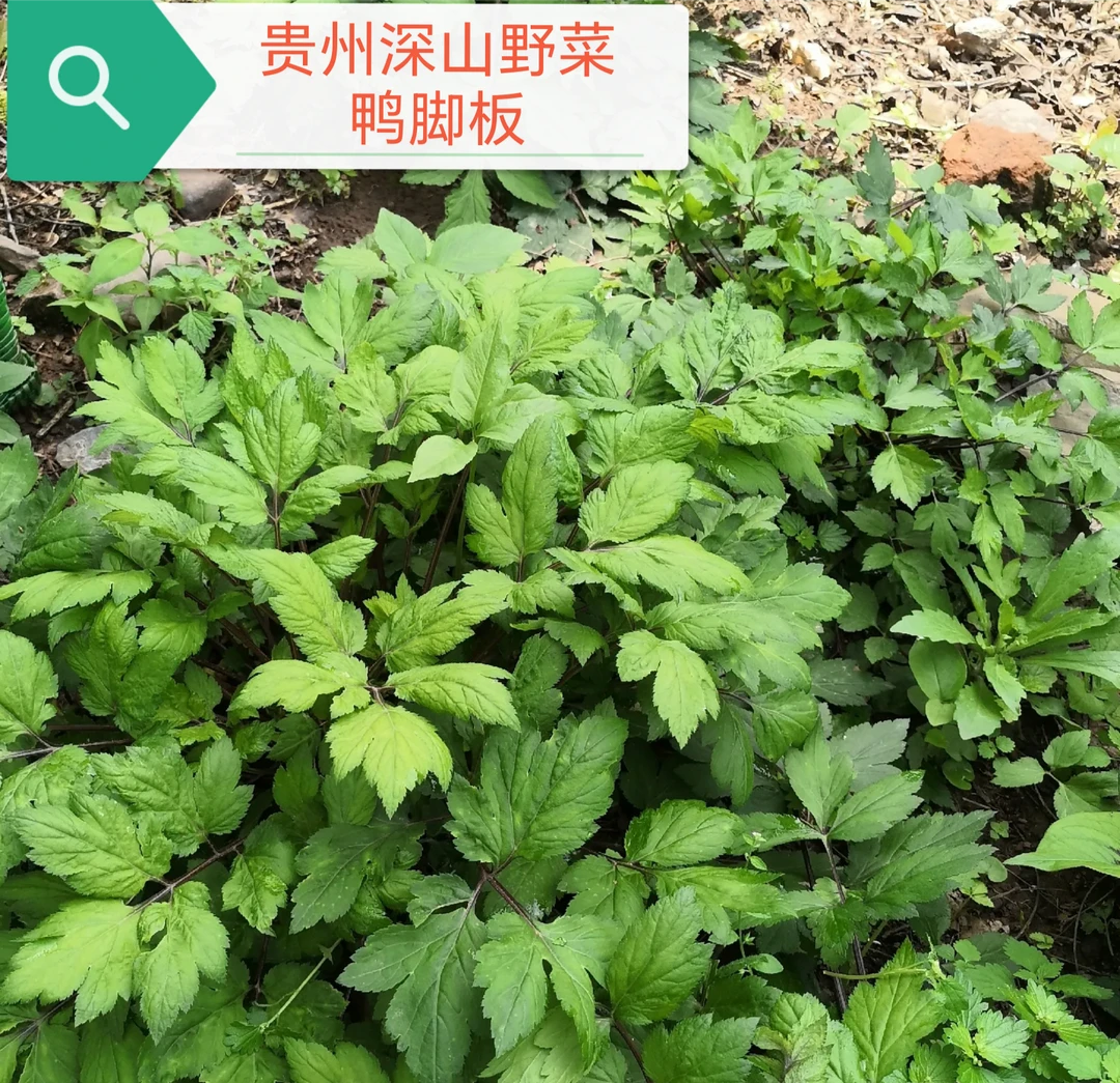 贵州深山野菜鸭脚板（现采现发）