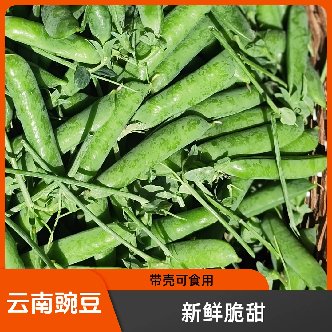 云南高山新鲜甜脆豌豆炒菜煮粥带壳甜豌豆荚青豌豆大袋批发包邮