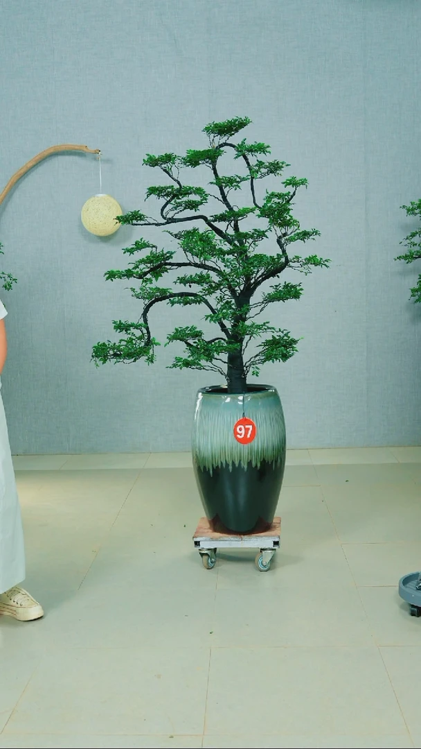 无花朵不***魔广东小叶紫檀