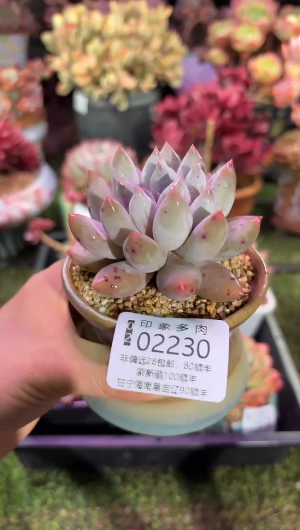 【闪购商品】02230