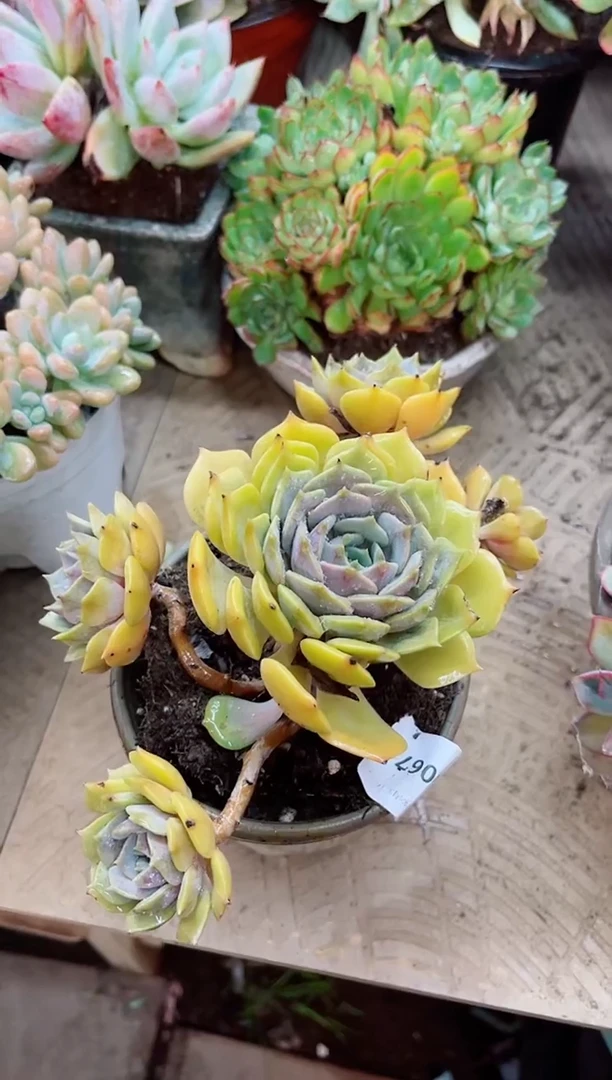 我**扬22067多肉植物一物一拍