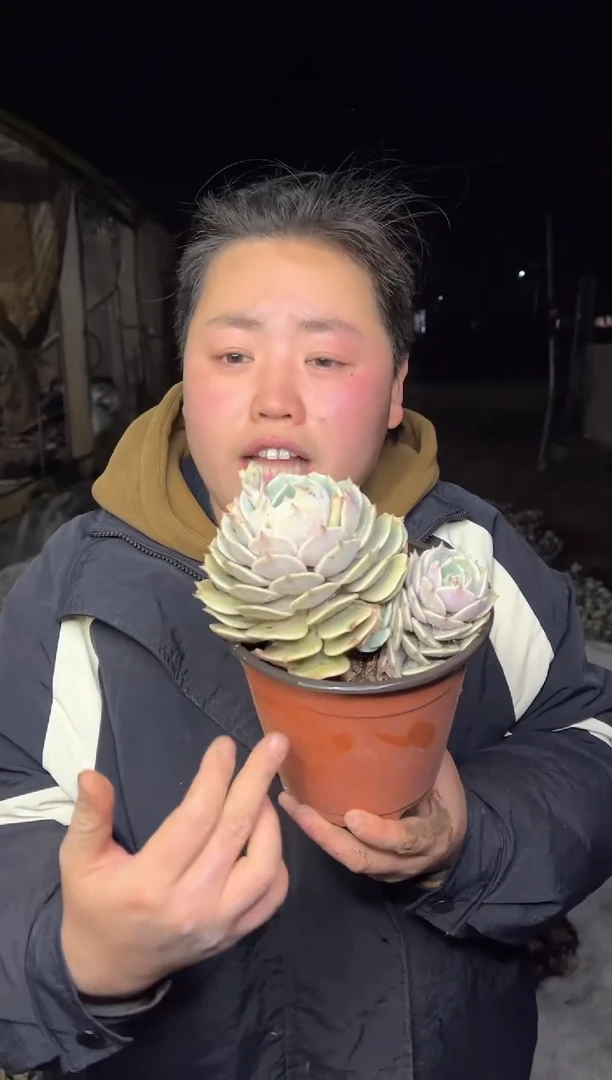 【闪购商品】130-双头起露娜莲带盆土6.5