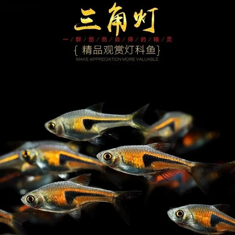 金三角灯鱼小型观赏鱼大三角小三角紫三角灯热带灯科鱼草缸群游鱼