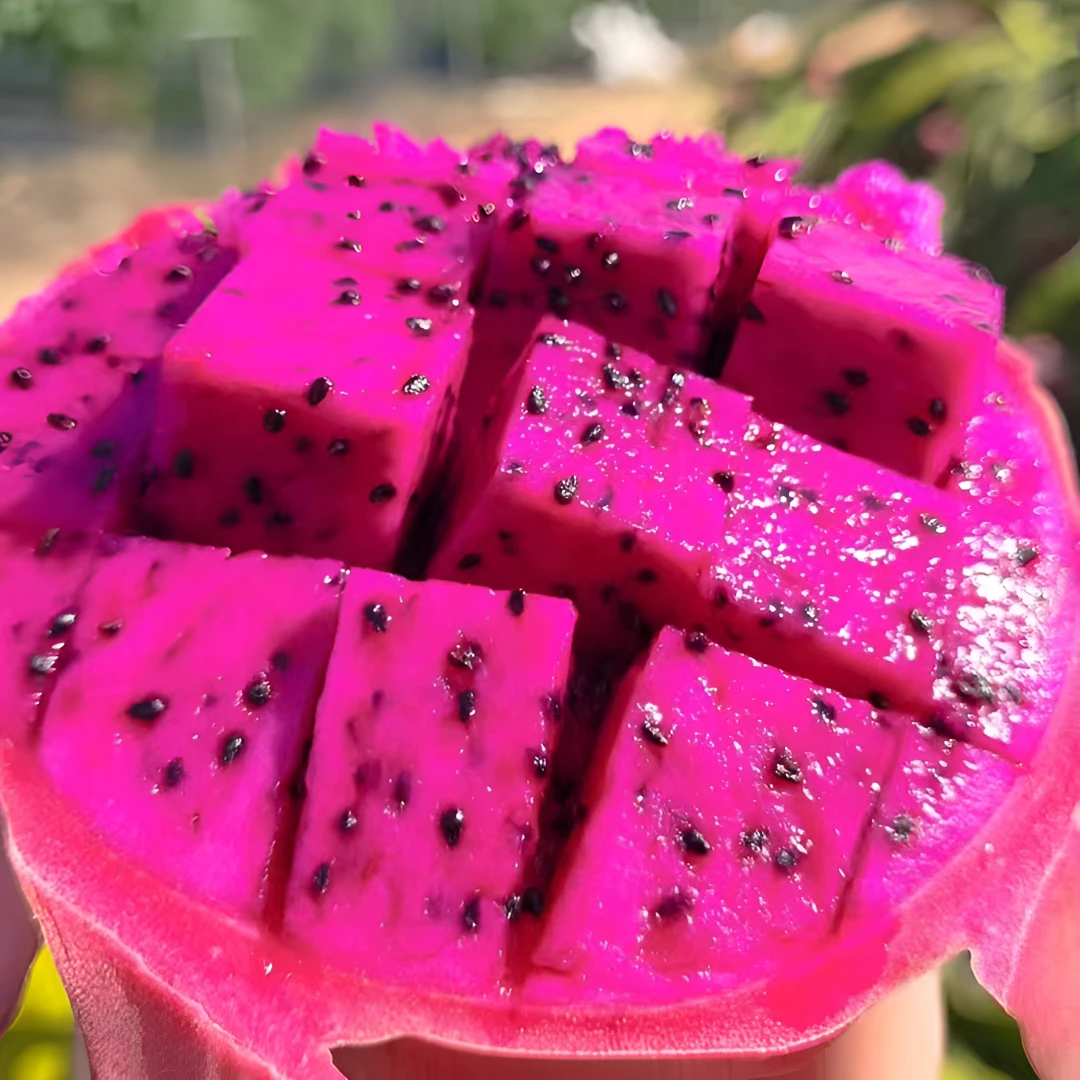 海南京都一号红心火龙果