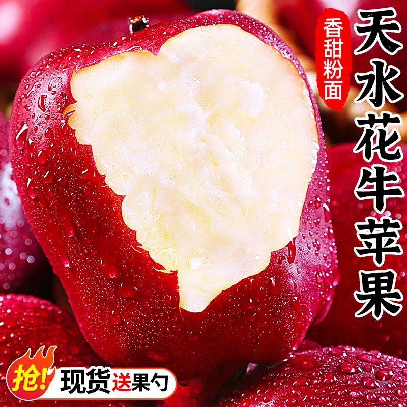 【脆粉两吃】甘肃天水花牛苹果3/5/9斤红蛇果新鲜当季水果整箱包