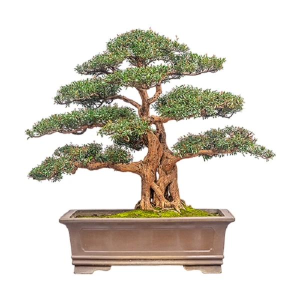 【绿植盆栽盆景】紫薇/赤楠/杜鹃等绿植盆栽/一物一拍