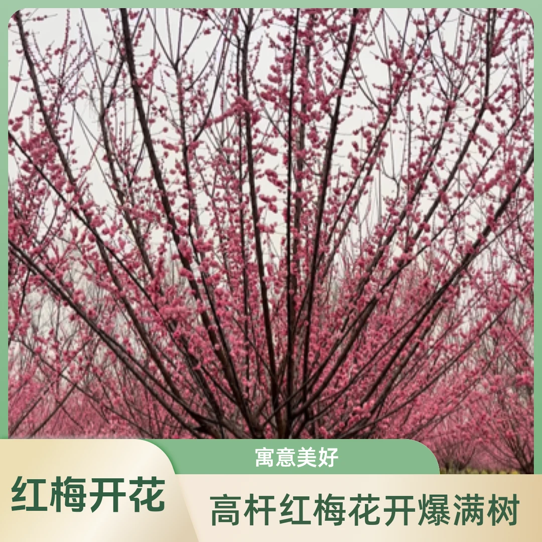 高杆红梅入冬及开花！