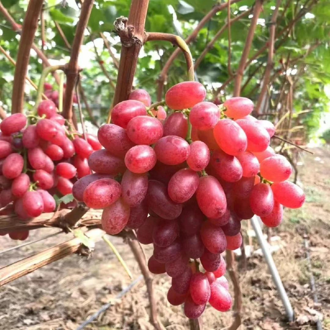 苗葡萄无籽红提种植克伦生葡萄爬果树南北方苗晚熟庭院树苗藤盆栽