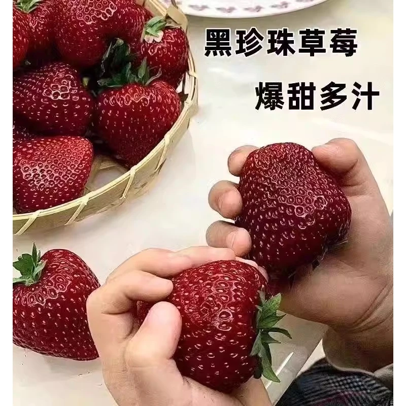 四季结果奶油草莓盆栽抗寒黑珍珠草莓易成活红颜阳台露天种植幼苗