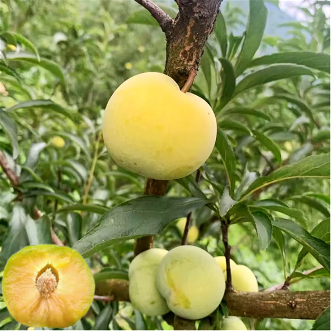 蜂糖正宗三华脆庭院嫁接果种黄金李子树青脆特大苗李脱骨果树结果