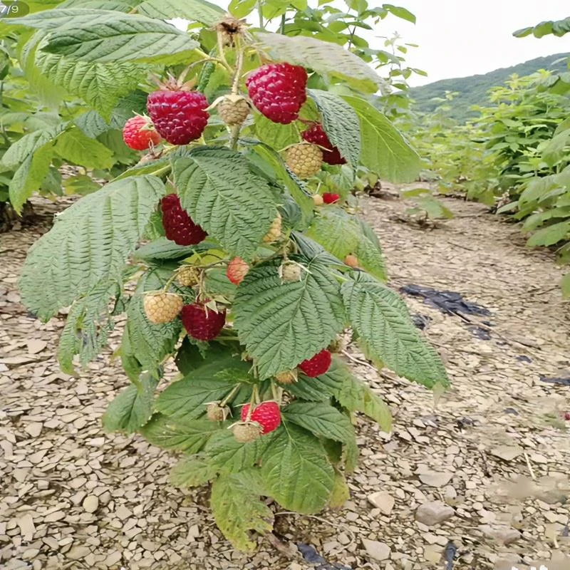 树莓苗带土覆盆子果树苗盆栽地栽南北方种植当年结果庭院黑树莓苗