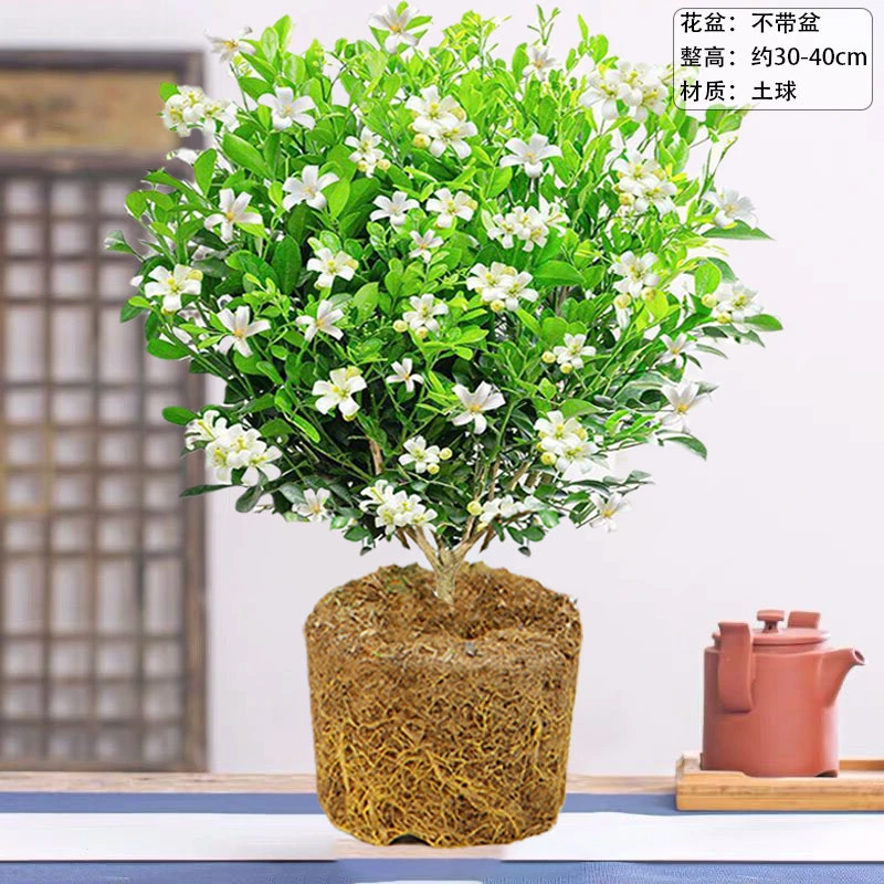 九里香盆栽四季开花味道清香驱蚊七里香夜来香老桩易养活室内植物