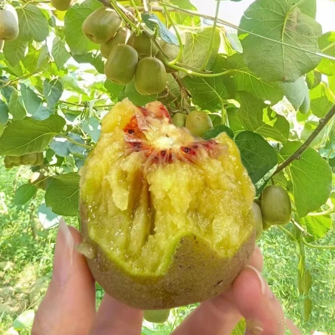 栽苗红心当年徐香北猕猴桃南方软枣果树苗苗地种植结果嫁接猕猴桃