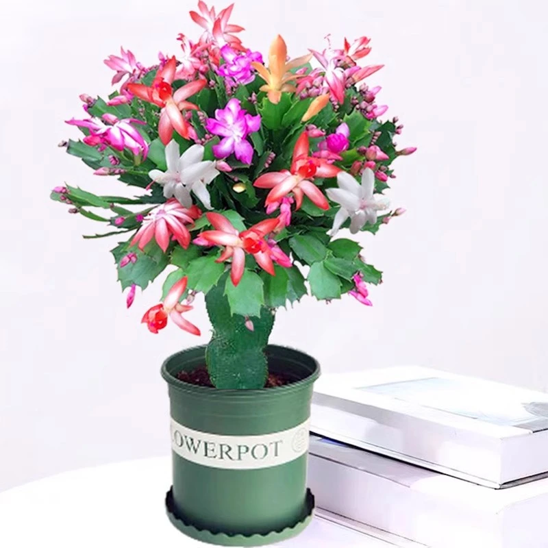 嫁接蟹爪兰令箭荷花盆栽新品花苗多色带花苞竹子重瓣花卉竹子绿植