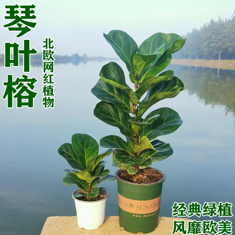 琴叶榕客厅绿植办公室盆栽大叶花卉桌面耐阴北欧风格榕树室内观叶