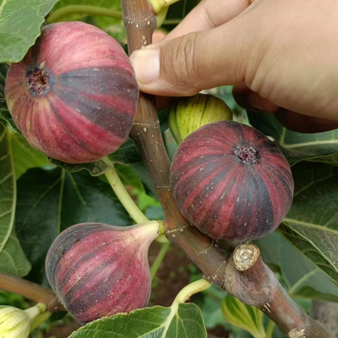 树苗无花果无花果树盆栽斯特拉庭院姬红金果苗傲芬果波矮化特大苗