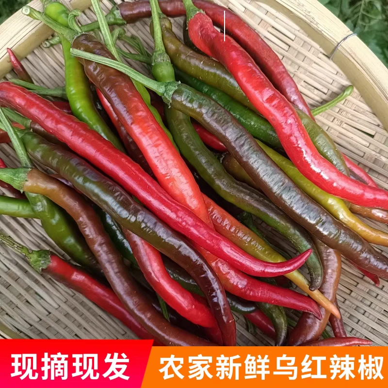 【新鲜辣椒】—顺丰空运—湖南湘西新鲜辣椒五斤包邮
